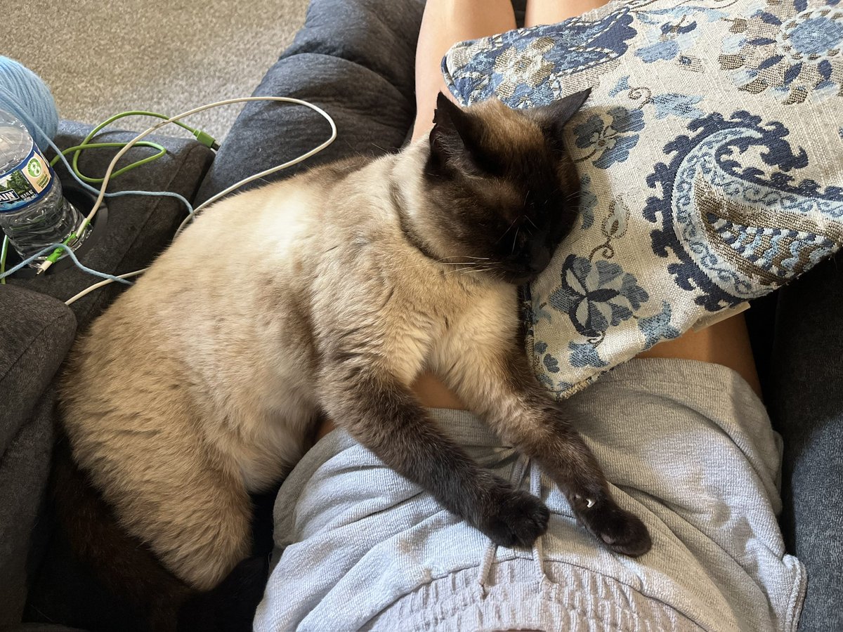 HeWhoDestroys's tweet photo. Omg look how toasty his butt has gotten in only a year and 2 months since moving to a cold climate https://t.co/LgroCu2WVp