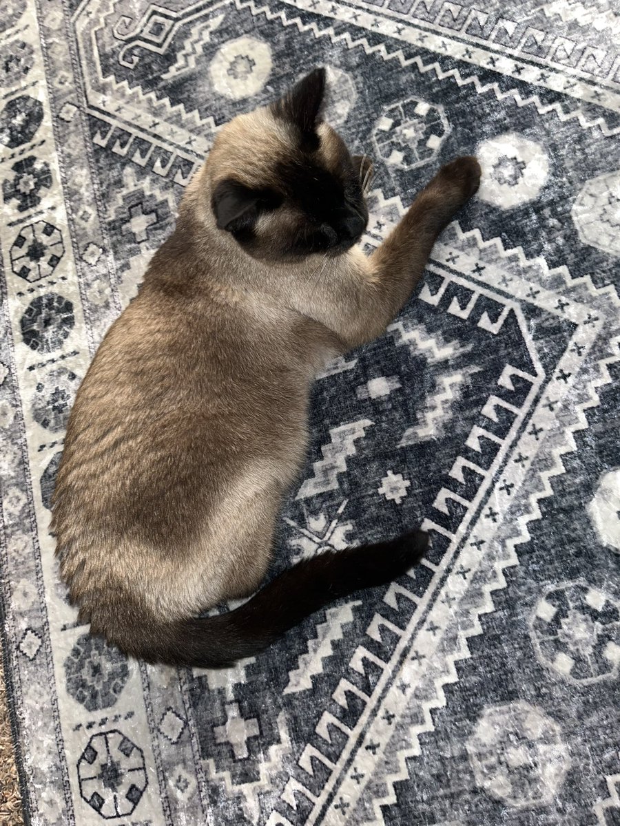 HeWhoDestroys's tweet photo. Omg look how toasty his butt has gotten in only a year and 2 months since moving to a cold climate https://t.co/LgroCu2WVp