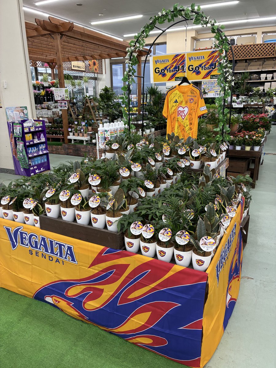 plantdesign2000's tweet photo. ベガサポの皆様こんにちは♪
明日10\1(木)から
「Vegalta Victory Green」が発売です。
ぜひお手に取ってご覧下さい♪

お求めはDCM泉、南吉成、市名坂、利府
名取の各店で！￥798(税込877円)です。 https://t.co/4012tpDwdi