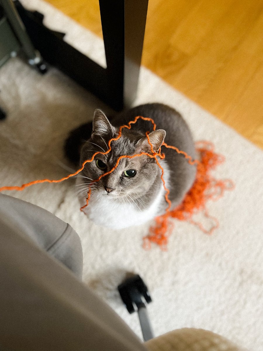 megthekitten's tweet photo. だからごめんて https://t.co/MBzoThI8sH