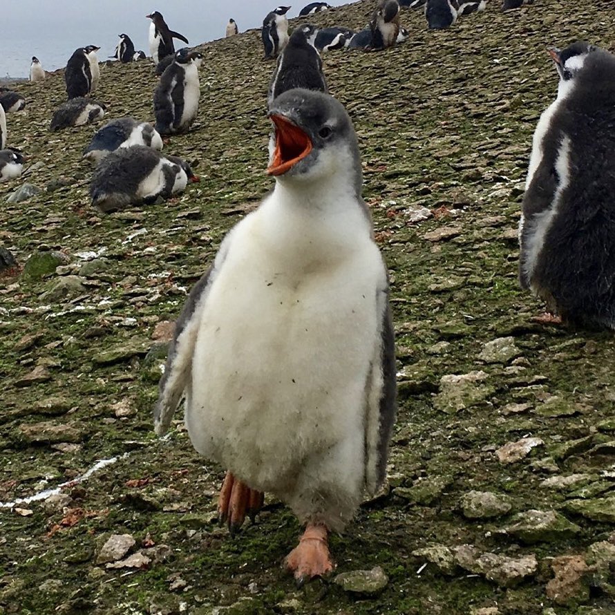 Pkerguelensis's tweet photo. @iruletrenches @theunipcs @frankdegods 

You seriously need to take a look at this one.

A genuinely new penguin species just became a global viral story — the first discovery like this in roughly 100 years — and the internet is already turning it into a meme.

Meanwhile, crypto is still barely paying attention.

That’s the part I think people are missing.

We’re not trying to manufacture a narrative here. The narrative happened in the real world first, and the token is simply sitting in front of it.

It ran to around $700K and people are already treating that like some crazy valuation.

I don’t.

If this narrative catches CT properly, I think the current MC could look ridiculously small in hindsight.

New penguin.
100-year story.
Global attention.
Already being memed everywhere.

How often do you get a setup like that?

Maybe once every 100 years 😂

Take a look before CT catches up.

6qBR7sk15ZVdt1vx6j1JgtkuurK8WrapugFptWQCyzL6