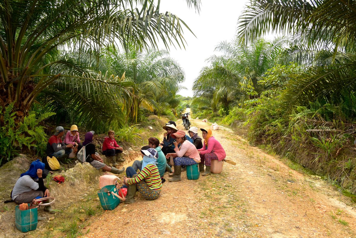LandAllianceID's tweet photo. Di tengah ketatnya regulasi perdagangan kelapa sawit untuk menjaga hutan, muncul sebuah pertanyaan:
Apakah perdagangan kelapa sawit bebas deforestasi memberikan manfaat bagi masyarakat lokal?
Temukan jawabannya dalam publikasi berikut: https://t.co/KAF8LCzl3C
#Landscape4Life https://t.co/CNiG6XK27D