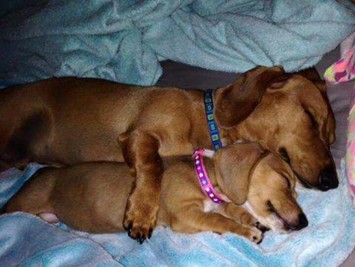 gabikhl's tweet photo. querido diário queria dormir assim com o meu amor hoje https://t.co/Jprb7ARMOE