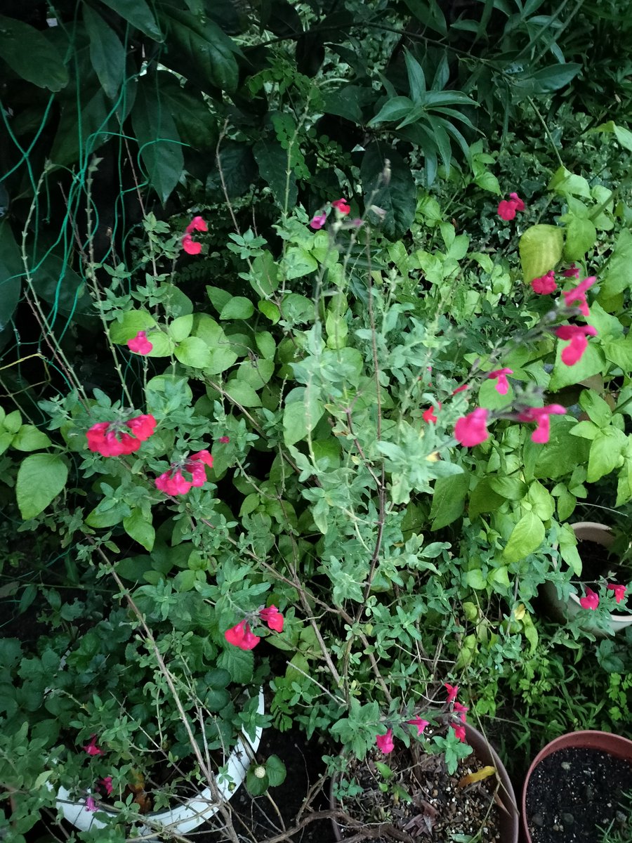 masamasa1's tweet photo. Good morning. It’s a sunny day here in Takaishi for the first time in a while. The cherry sage 🍒 has been blooming for a long time. I’m also harvesting green peppers here and there, and picking okra occasionally 🧺 too. 😊 #HomeGarden #CherrySage #GreenPeppers #Okra https://t.co/RLALu75BLV
