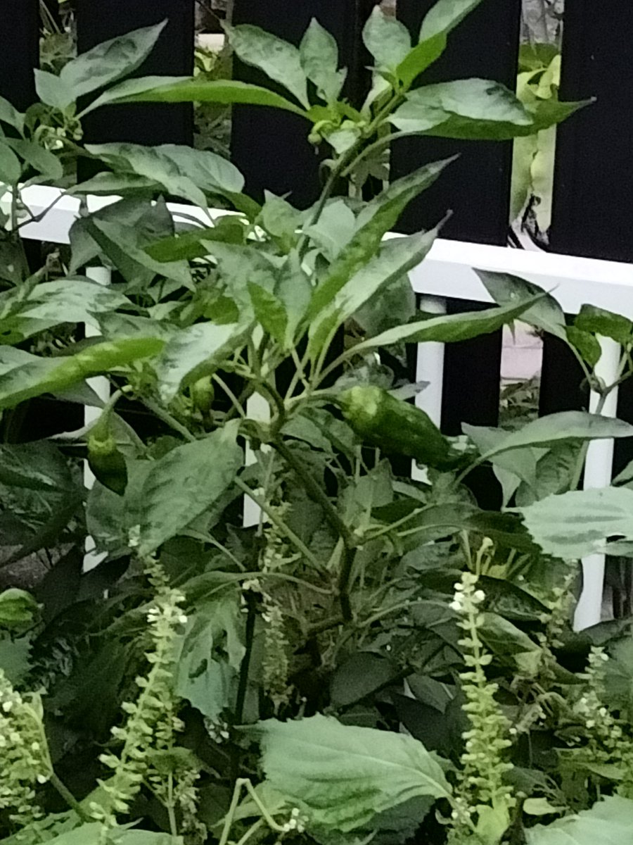 masamasa1's tweet photo. Good morning. It’s a sunny day here in Takaishi for the first time in a while. The cherry sage 🍒 has been blooming for a long time. I’m also harvesting green peppers here and there, and picking okra occasionally 🧺 too. 😊 #HomeGarden #CherrySage #GreenPeppers #Okra https://t.co/RLALu75BLV