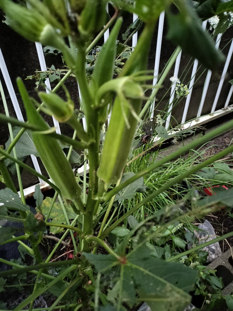 masamasa1's tweet photo. Good morning. It’s a sunny day here in Takaishi for the first time in a while. The cherry sage 🍒 has been blooming for a long time. I’m also harvesting green peppers here and there, and picking okra occasionally 🧺 too. 😊 #HomeGarden #CherrySage #GreenPeppers #Okra https://t.co/RLALu75BLV