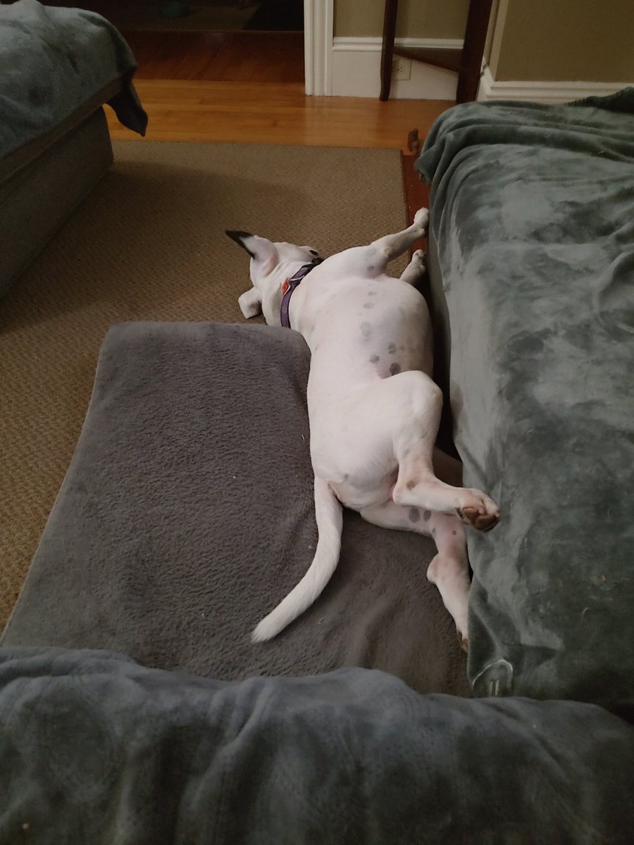 rexthetvterrier tweet picture