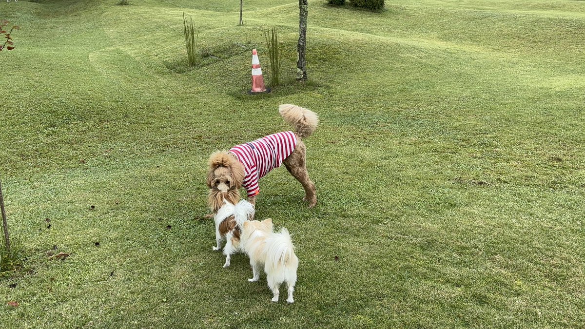 niconamaGure's tweet photo. 新たなドッグランで楽しそうラテミルク🐕カエルも見付けた https://t.co/xyHOXF6koP