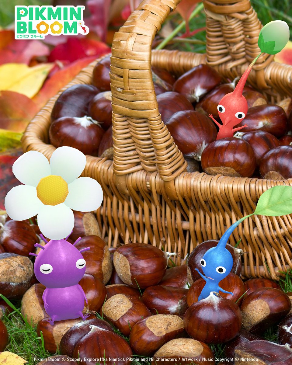 PikminBloom_jp's tweet photo. ピクミンたちと一緒に
小さな秋を探しにお散歩へ🌰🍂

大きな栗をたくさん見つけて、
一気に秋気分！🍁

皆さんが今一番食べたい「秋の味覚」はどれですか？絵文字で教えてください✨

🌰：ほくほくの栗
🍠：あつあつの焼き芋
🍇：甘いぶどう・マスカット
🍄：香ばしいきのこ料理 https://t.co/lAfFtVR1B6