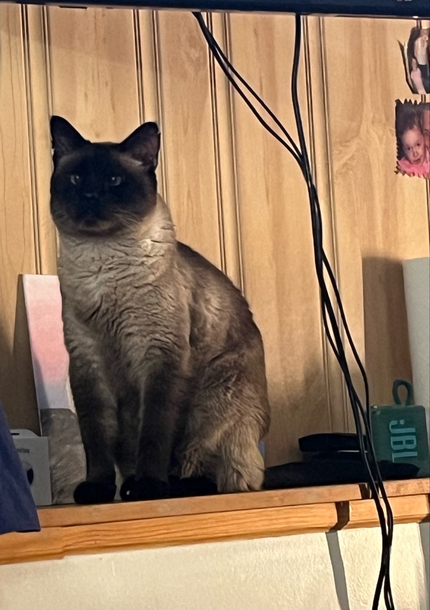 HeWhoDestroys's tweet photo. Every now and then, he is silent, i look over, and he is trying to uncross his eyes. sometimes it sticks for a few seconds too https://t.co/jXF2ZRUFn6