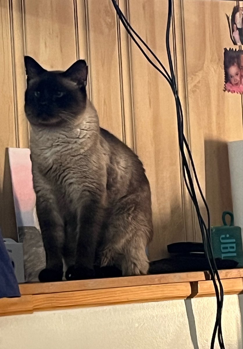 HeWhoDestroys's tweet photo. Every now and then, he is silent, i look over, and he is trying to uncross his eyes. sometimes it sticks for a few seconds too https://t.co/jXF2ZRUFn6