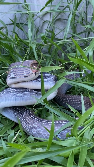 A snake with iridescent purple-bronze scales coiled in tall green grass.