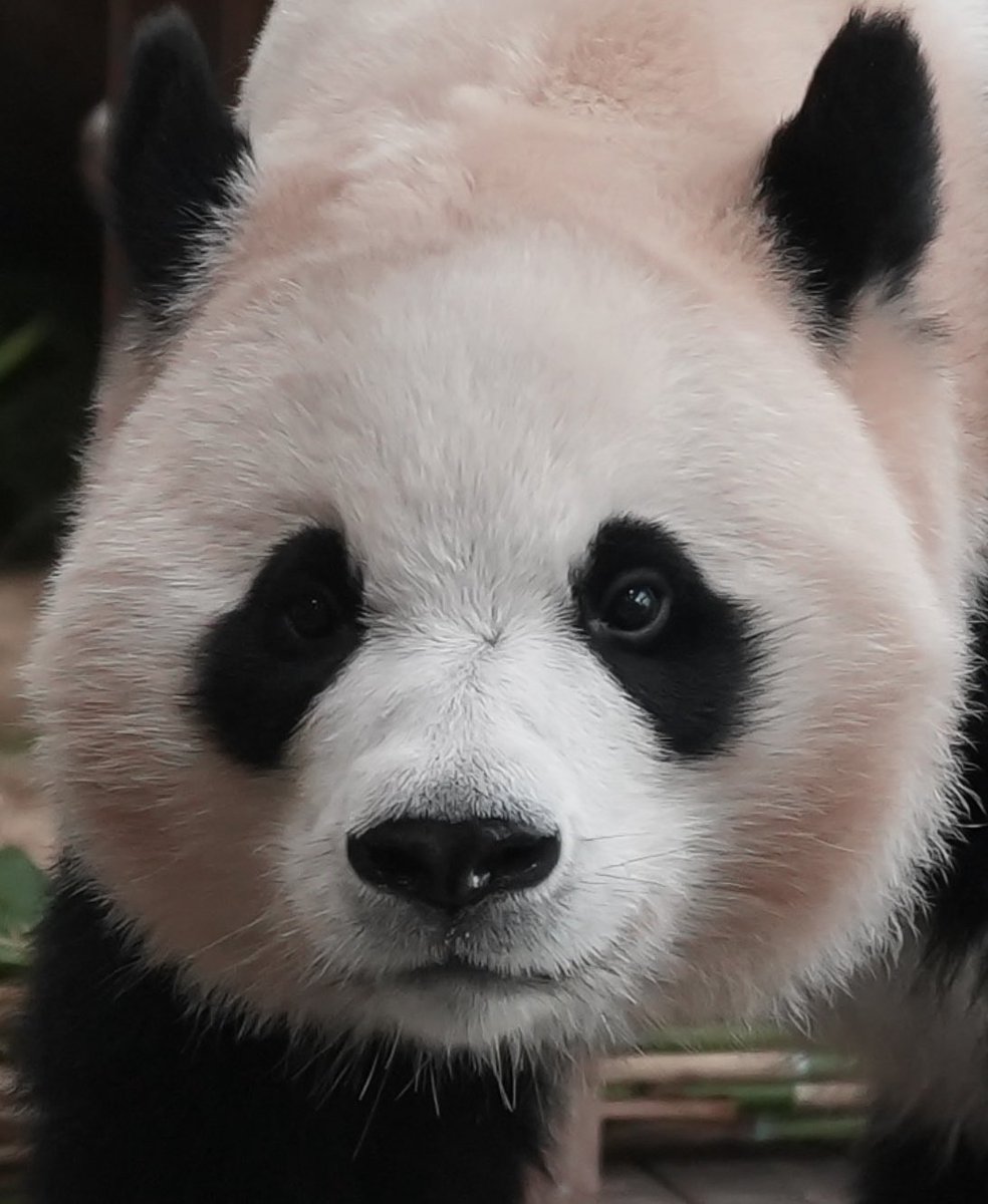 chobitrip_panda's tweet photo. 12月第3週で大安は15日（火）ですね。しかも一粒万倍付き。この日だったらこの上ない門出の日だけど、年内かあ…😣

#everland  #에버랜드 #爱宝乐园 #エバーランド #panda #大熊猫 #パンダ #LeBao #AiBao #FuBao #RuiBao #HuiBao #ShuBao #러바오 #아이바오 #푸바오 #루이바오 #후이바오 #슈바오 #乐宝 #爱宝 #福宝 #睿宝 #辉宝 #曙宝
💚🧡💛💜🩷🩵