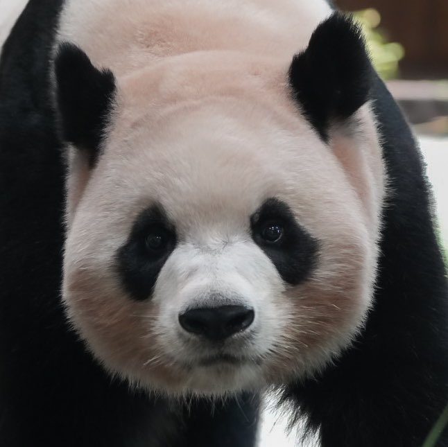 chobitrip_panda's tweet photo. 12月第3週で大安は15日（火）ですね。しかも一粒万倍付き。この日だったらこの上ない門出の日だけど、年内かあ…😣

#everland  #에버랜드 #爱宝乐园 #エバーランド #panda #大熊猫 #パンダ #LeBao #AiBao #FuBao #RuiBao #HuiBao #ShuBao #러바오 #아이바오 #푸바오 #루이바오 #후이바오 #슈바오 #乐宝 #爱宝 #福宝 #睿宝 #辉宝 #曙宝
💚🧡💛💜🩷🩵