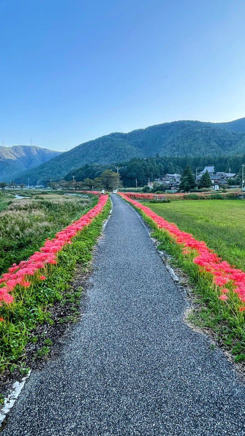 hirori_hiro's tweet photo. 滋賀の彼岸花スポット

ちょうど今見頃を迎えている２ヶ所をご紹介💡

①②桂浜園地（高島市）
今津町桂の湖岸に広がる彼岸花の群生地
日の出と彼岸花、琵琶湖のコラボが撮れる。
（2022.9.25撮影）

③④徳山地区（長浜市）
約10万本の彼岸花が草野川沿い約1キロにわたり群生する。
（2022.10.2撮影） https://t.co/4p0VNd2bC9