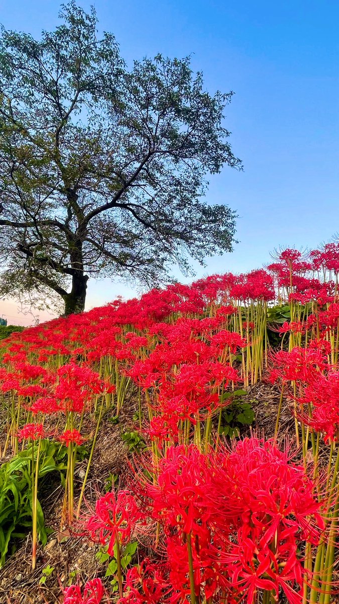 hirori_hiro's tweet photo. 滋賀の彼岸花スポット

ちょうど今見頃を迎えている２ヶ所をご紹介💡

①②桂浜園地（高島市）
今津町桂の湖岸に広がる彼岸花の群生地
日の出と彼岸花、琵琶湖のコラボが撮れる。
（2022.9.25撮影）

③④徳山地区（長浜市）
約10万本の彼岸花が草野川沿い約1キロにわたり群生する。
（2022.10.2撮影） https://t.co/4p0VNd2bC9