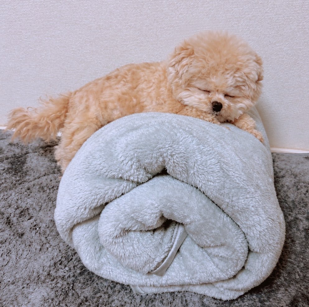 Fuwancho319's tweet photo. お昼寝する瞬間の姿🧸

#ポメプー https://t.co/O6FouclOSy