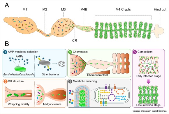 OhbayashiT298's tweet photo. Happy to share that our new review paper is now out! (currently available as a pre-proof)
“Assembly by disassembly of the gut microbiota in Riptortus pedestris and other stinkbugs”
https://t.co/V3k6peRCE9 https://t.co/vFPE2VvH2G