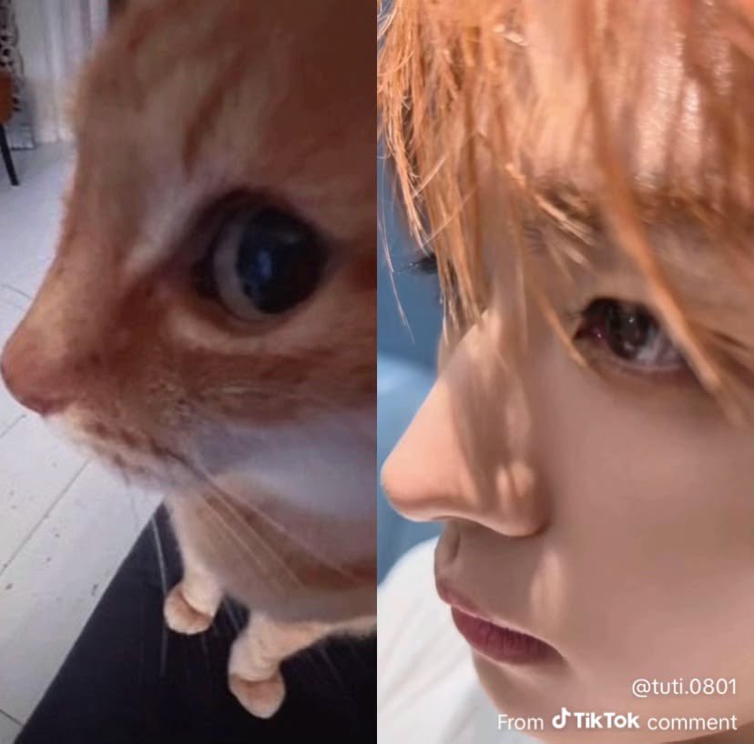 szkxow_'s tweet photo. 그냥 고양이 https://t.co/lbmp5kxz5y