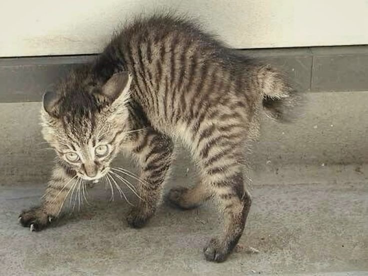 Cutt__Star's tweet photo. A kitten on the defensive https://t.co/Gu5wor5Al4