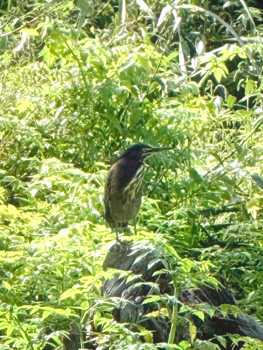 slowmagic's tweet photo. I saw some really nice birds yesterday in Oregon 🦢⭐︎✌︎ also a bird told me that my remix for rooting for you comes out this Friday ☻

https://t.co/kpjT6wa200 https://t.co/FHqgikSZu1