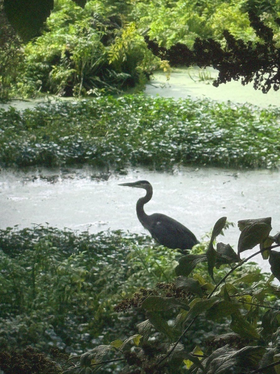 slowmagic's tweet photo. I saw some really nice birds yesterday in Oregon 🦢⭐︎✌︎ also a bird told me that my remix for rooting for you comes out this Friday ☻

https://t.co/kpjT6wa200 https://t.co/FHqgikSZu1