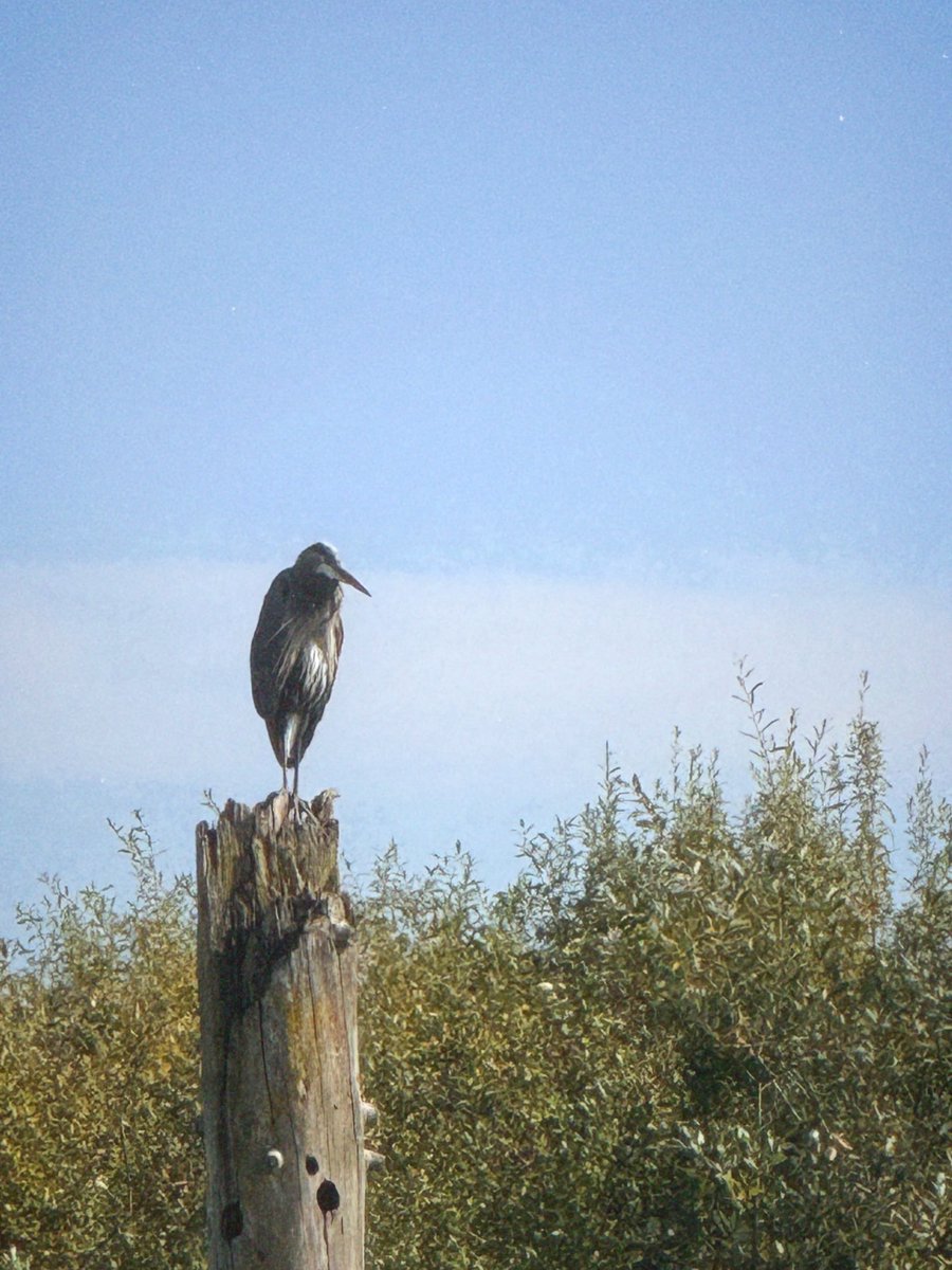 slowmagic's tweet photo. I saw some really nice birds yesterday in Oregon 🦢⭐︎✌︎ also a bird told me that my remix for rooting for you comes out this Friday ☻

https://t.co/kpjT6wa200 https://t.co/FHqgikSZu1