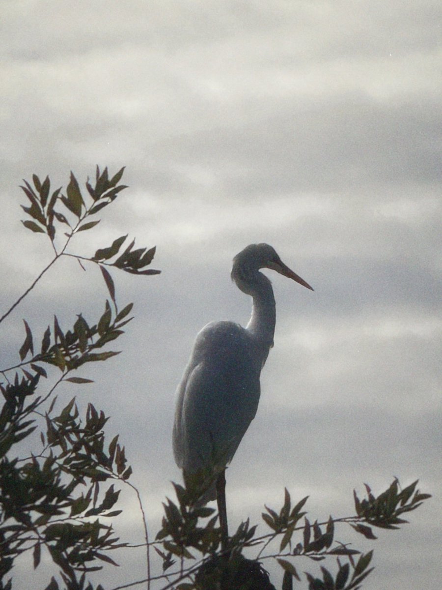 slowmagic's tweet photo. I saw some really nice birds yesterday in Oregon 🦢⭐︎✌︎ also a bird told me that my remix for rooting for you comes out this Friday ☻

https://t.co/kpjT6wa200 https://t.co/FHqgikSZu1