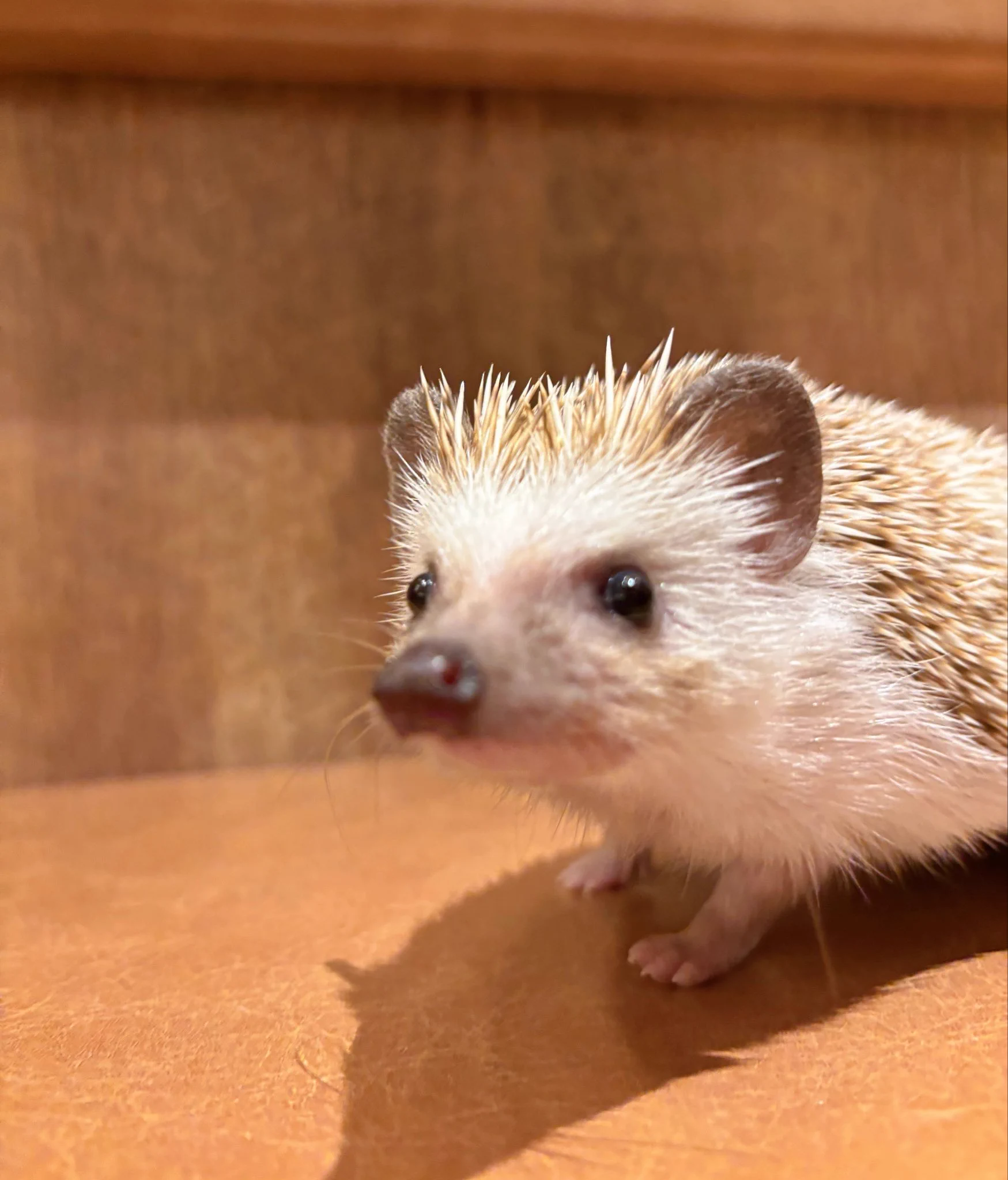 HARRY 横浜中華街店 в X: „本日も12時オープンです🦔 スン😐な表情の