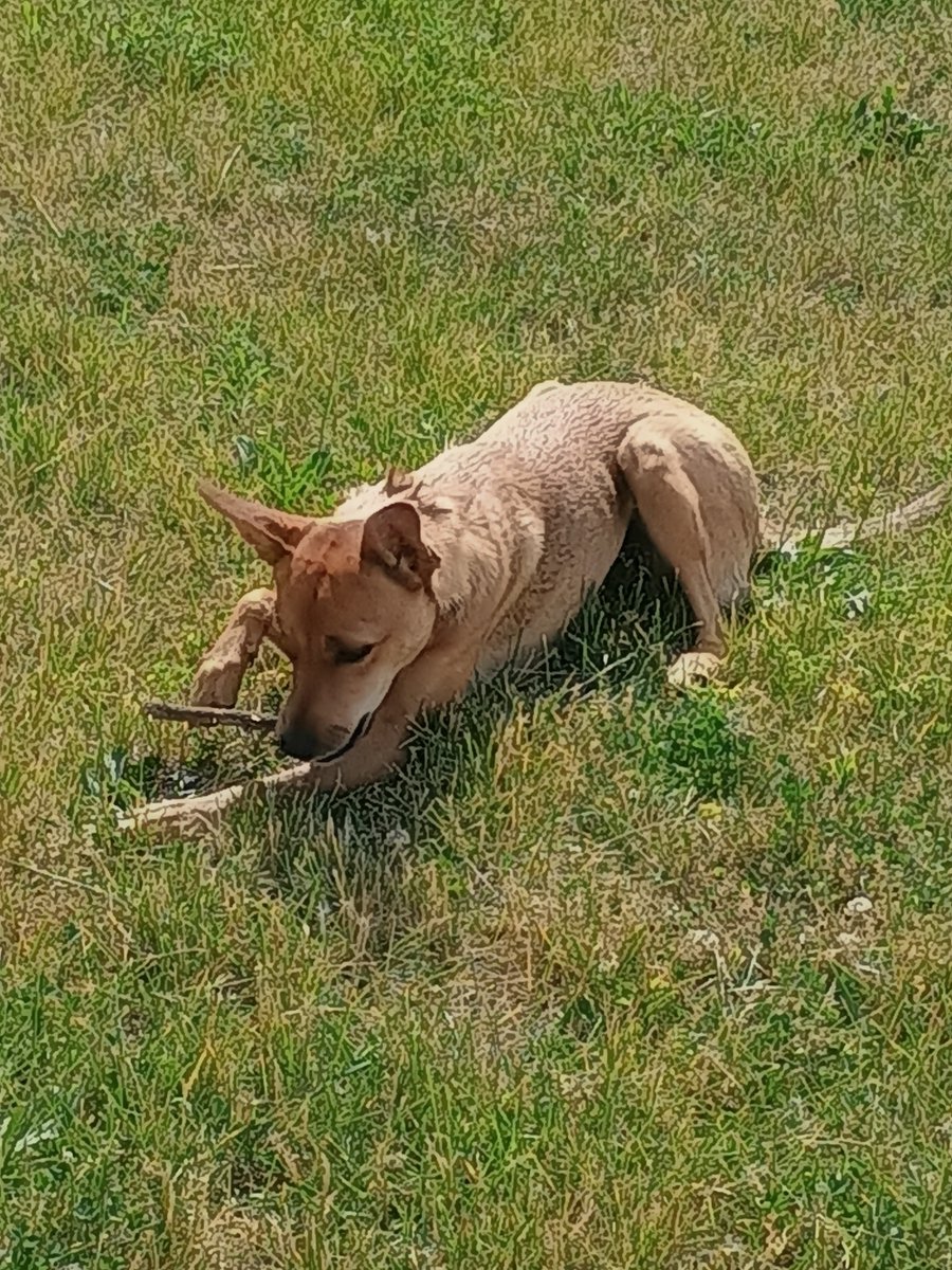 Indiana_TJ's tweet photo. My dog, Foxy.
#Dog #MyDog #Foxy #OriginalContent https://t.co/0Fh9v6g3Pi