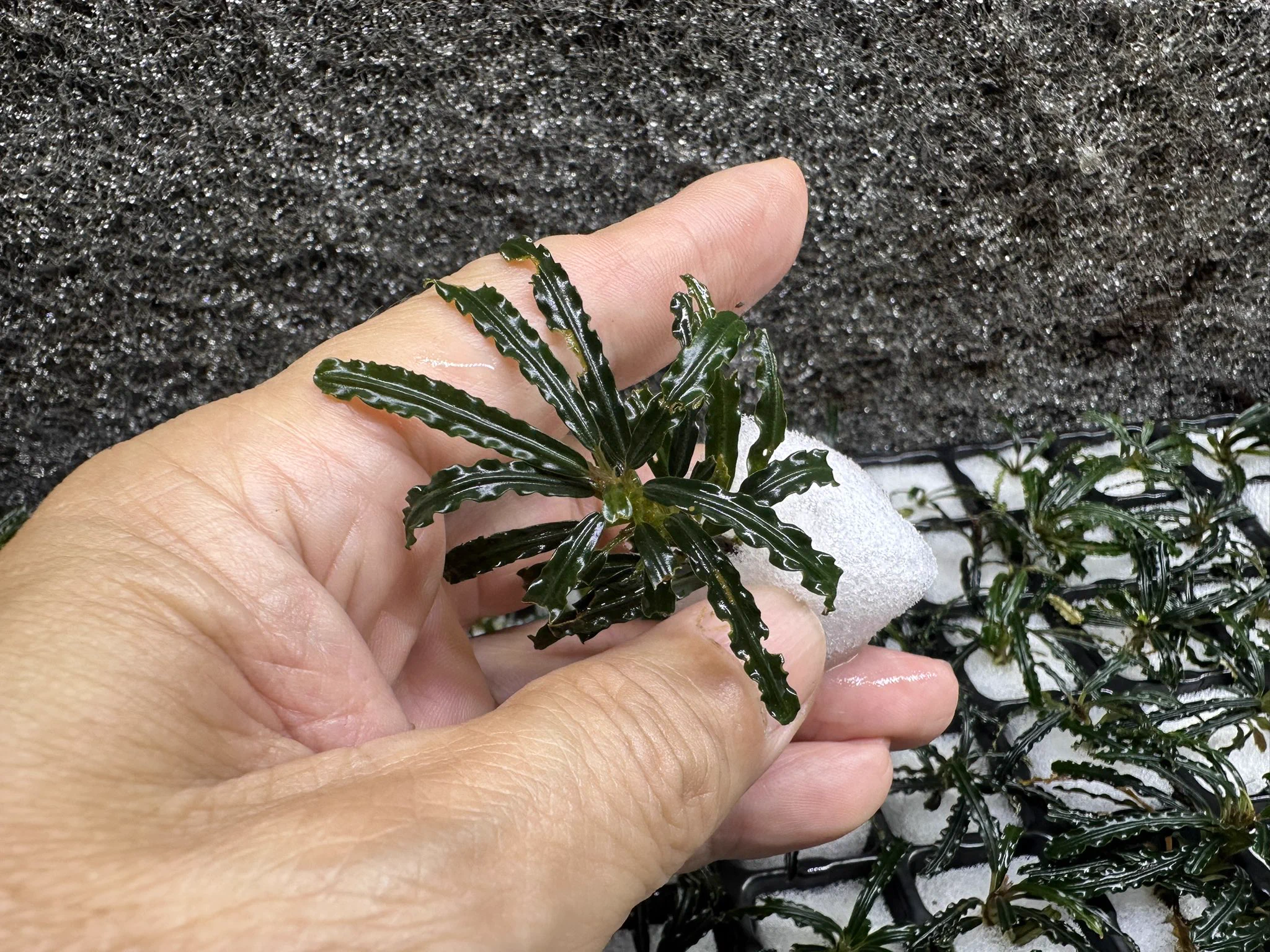Bucephalandra sp.ムヌクン2 ウェーブタイプ【TB】 Heat Wave on X: 