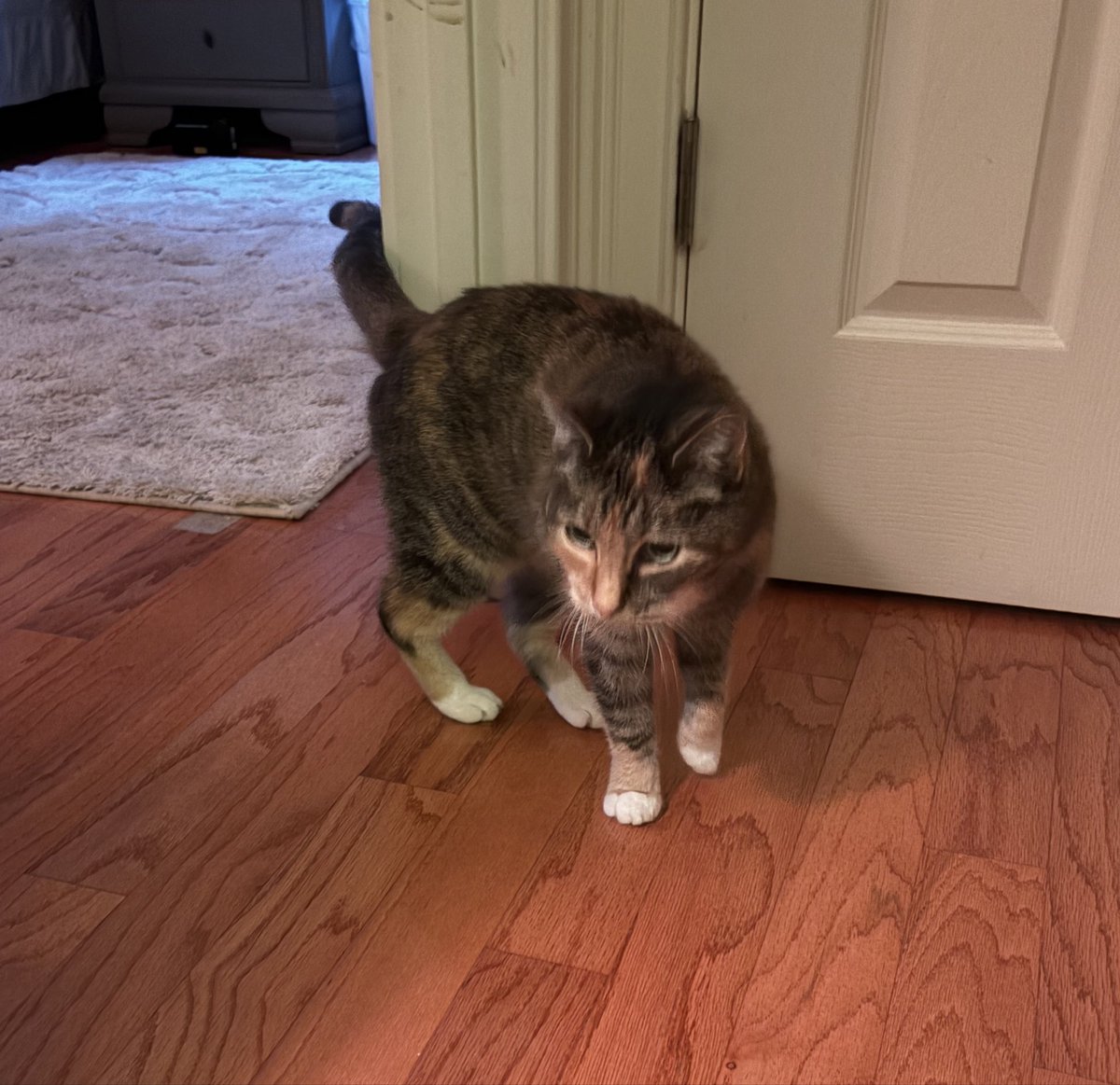 purple_image2's tweet photo. Experienced fl for a lil got some time to play with a kitty ;3 https://t.co/ODNsgZ4Yfi