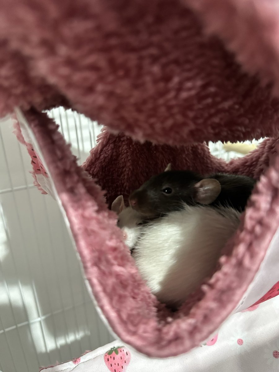 A__Lontra's tweet photo. Morro pobre mas minhas filhas só comem ração não transgênica ✨🐀 https://t.co/PqqA76SjST