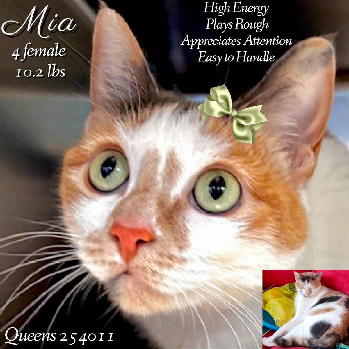 ngremmy's tweet photo. 🆘Please REPOST-adopt-foster🆘

MIA is on the “emergency placement” list at NYC AC&amp;C and needs out of the shelter by 12 NOON 10/1!

#TeamKittySOS https://t.co/DqK6oWozpy https://t.co/OugpgKzPS1
