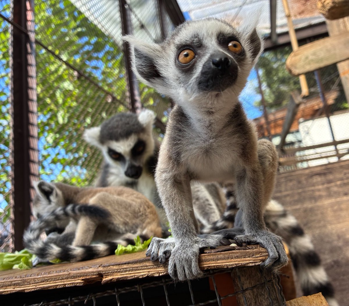 suzakazoo's tweet photo. 今日も元気なワオベイビー👶

#須坂市動物園
#須坂市
#ワオキツネザル https://t.co/1e8X7qCETm