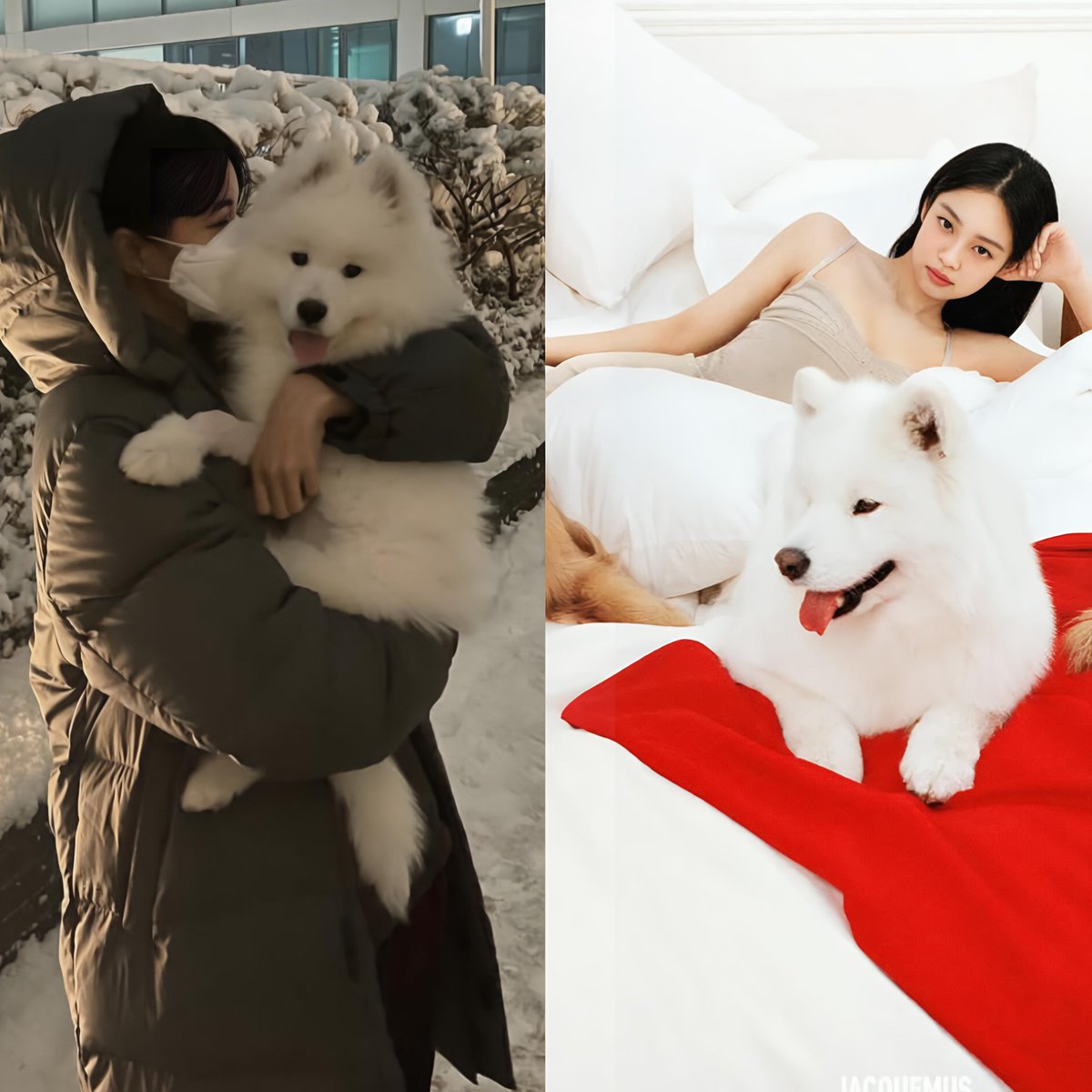 SositaTheQueen's tweet photo. Lisa has owned a Samoyed dog since 2020, and the same breed of dog appeared with Jennie. People say to stop linking them, but don't you wonder why Jennie and Lisa, in particular, always seem to share the same things later on?
#lisa #jennie https://t.co/0YLMs8F1r3