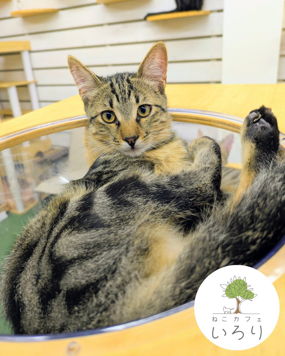 catcafeIRORI's tweet photo. 保護猫譲渡型猫カフェいろりです

実は定休日明けの水曜日が猫たちが一番元気なのでオススメです！

本日も猫スタッフ一同のんびりご来店お待ちしております🙇‍♂🐈

12~20時(最終受付19時まで)

#猫カフェいろり
#保護猫
#里親募集
#静岡県
#藤枝市 https://t.co/anFDbShMAX