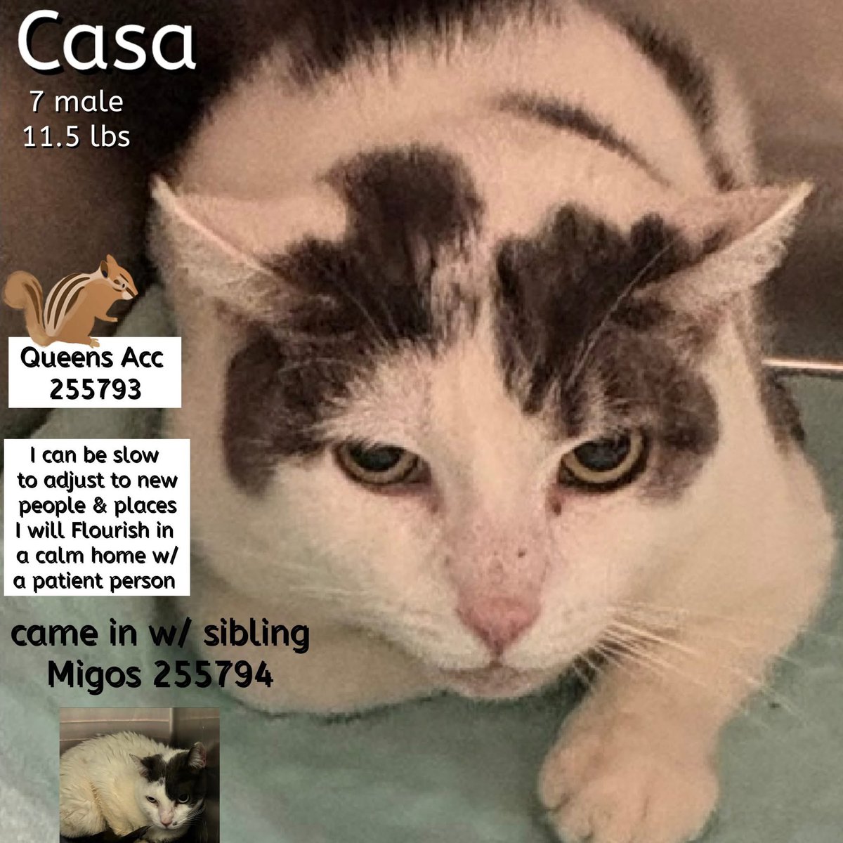 ngremmy's tweet photo. 🆘Please REPOST-adopt-foster🆘

CASA is on the “emergency placement” list at NYC AC&amp;C and needs out of the shelter by 12 NOON 10/1!

#TeamKittySOS https://t.co/ANxgwl01yb https://t.co/FxZ6fl1v5D