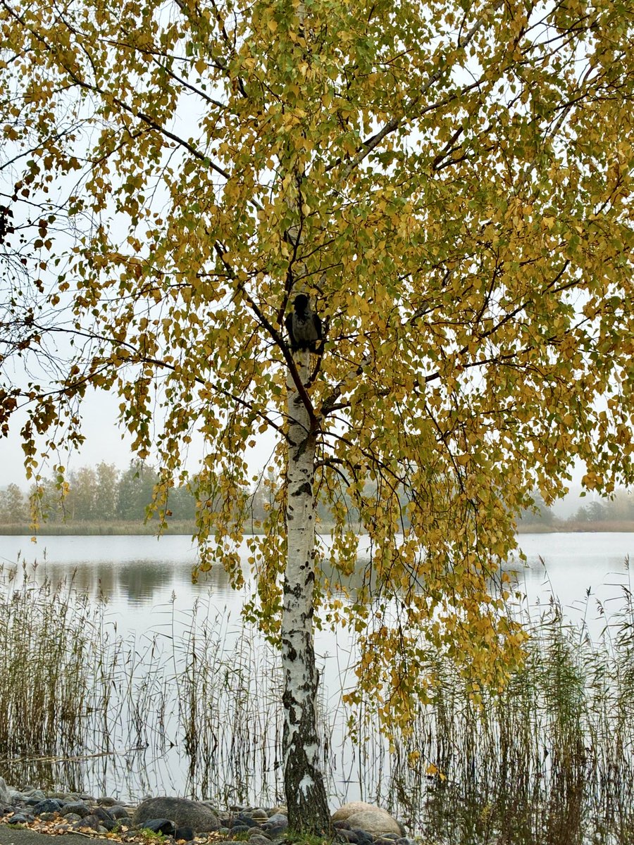 JaanaKoskinen5's tweet photo. Huomenta keskiviikkoaamuun! ☕️🌤️ Alkuviikon aamulenkin aikaan variksenpoika oli juttutuulella. 😅 Muutama ”kraak” vaihdettiin ohimennen. Hauska veijari. 😅 https://t.co/5Pk1uGiaiy