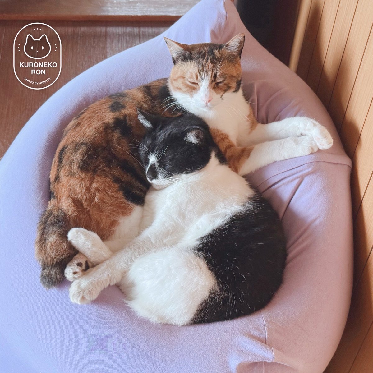 bou128's tweet photo. なかよし親子
ママのまくらになってあげてるんだ？と聞いたら、ドヤ顔をしていました
昔はきみの枕してくれてたからね、親孝行やね https://t.co/wRaw5Ef12I