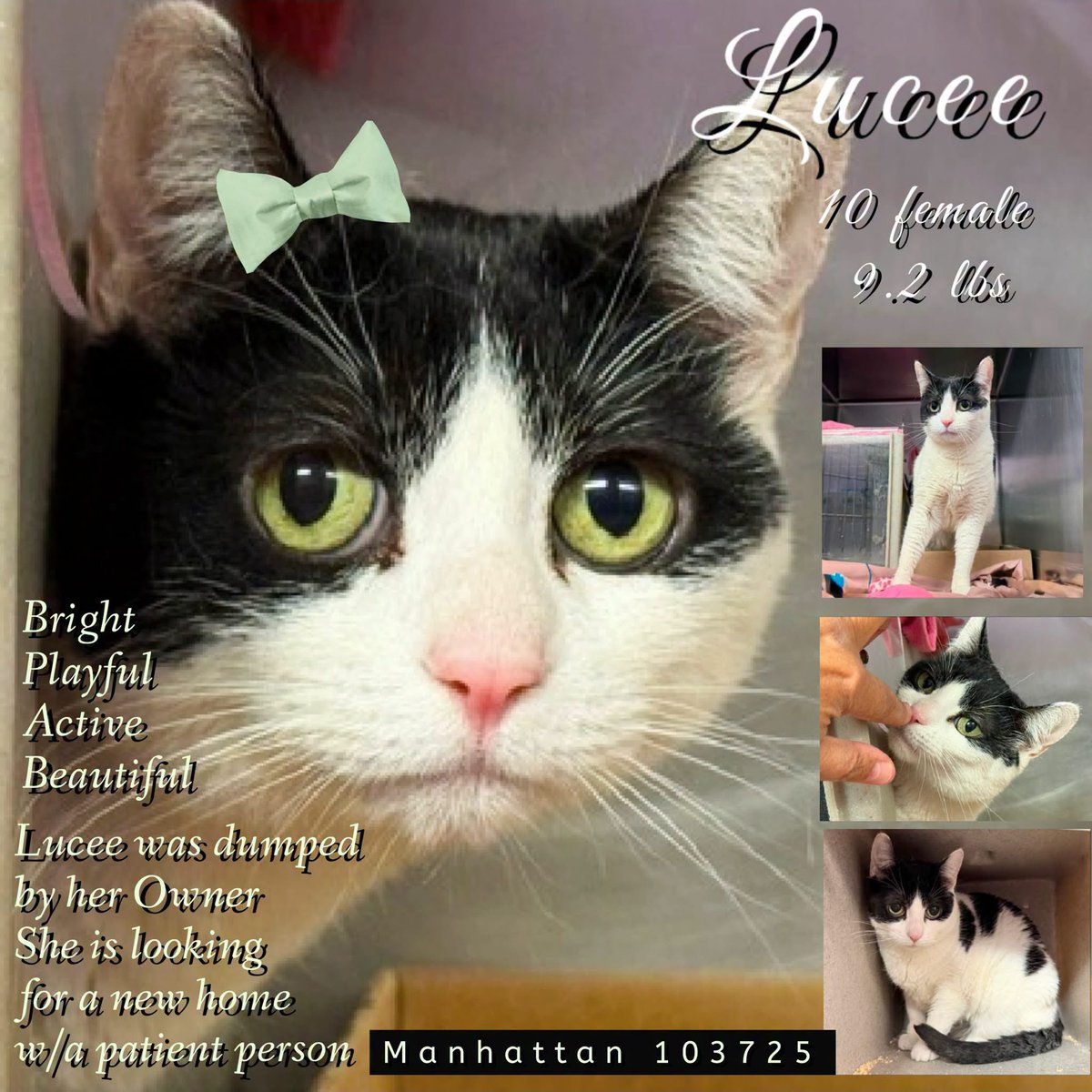 ngremmy's tweet photo. 🆘Please REPOST-adopt-foster🆘

LUCEE is on the “emergency placement” list at NYC AC&amp;C and needs out of the shelter by 12 NOON 10/1!

#TeamKittySOS https://t.co/IGcgLhMSGl https://t.co/FGGSBlgWE5