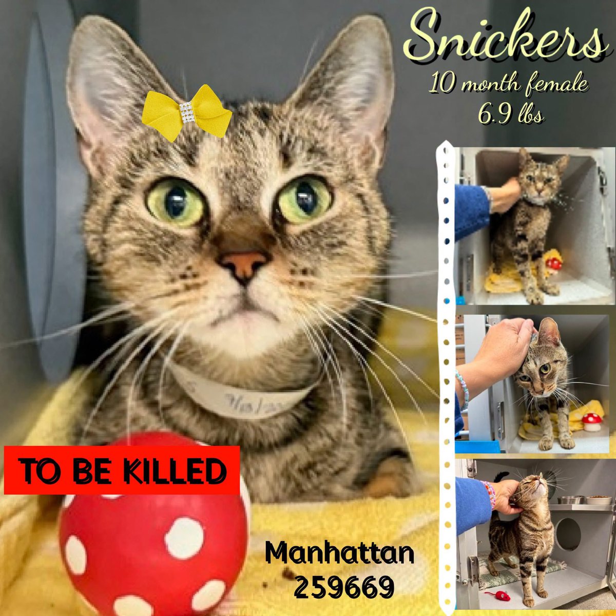 ngremmy's tweet photo. 🆘Please REPOST-adopt-foster🆘

SNICKERS is on the “emergency placement” list at NYC AC&amp;C and needs out of the shelter by 12 NOON 10/1!

#TeamKittySOS https://t.co/fIpmtmT0oB https://t.co/trf2Y3ah4U