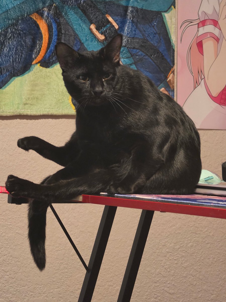 bajasyringe's tweet photo. @reikeii__ awwww omg he looks like my cat https://t.co/fPg4MRpLXq