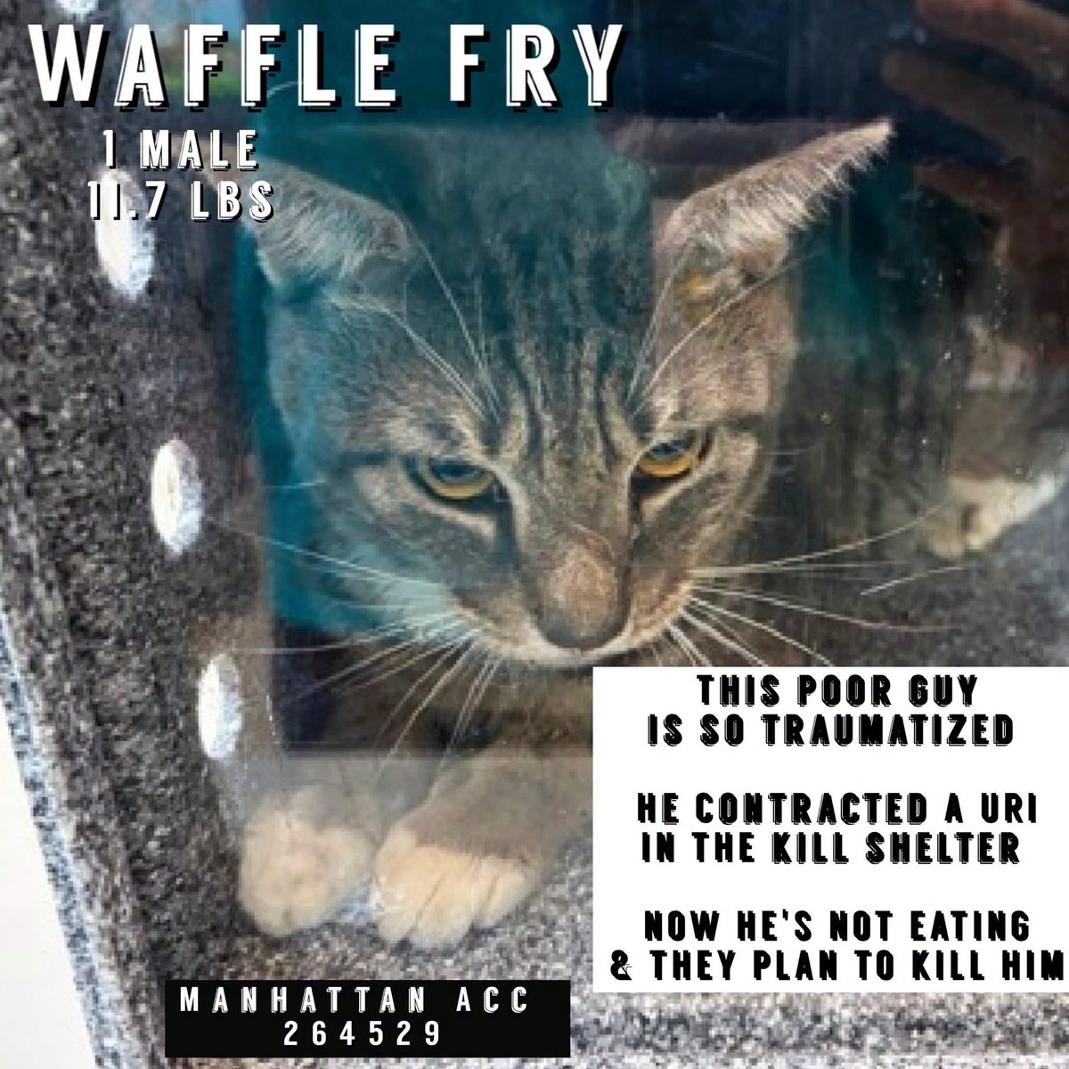 ngremmy's tweet photo. 🆘Please REPOST-adopt-foster🆘

WAFFLE FRY is on the “emergency placement” list at NYC AC&amp;C and needs out of the shelter by 12 NOON 10/1!

#TeamKittySOS https://t.co/Ng6OjqniPn https://t.co/yUsyDb9kTc