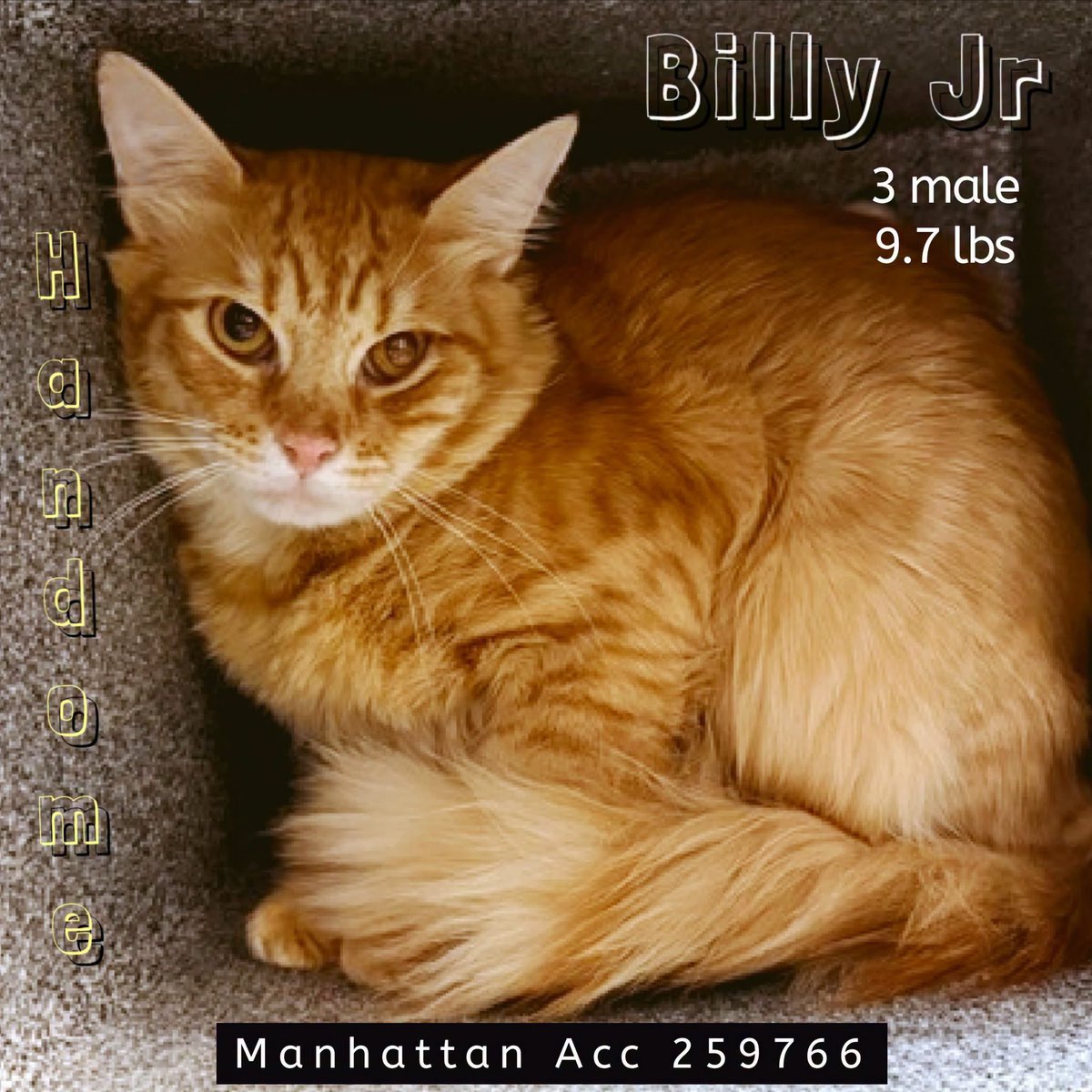 ngremmy's tweet photo. 🆘Please REPOST-adopt-foster🆘

BILLY JR. is on the “emergency placement” list at NYC AC&amp;C and needs out of the shelter by 12 NOON 10/1!

#TeamKittySOS https://t.co/9fAhtT6xsj https://t.co/8ZwU3fLTTO