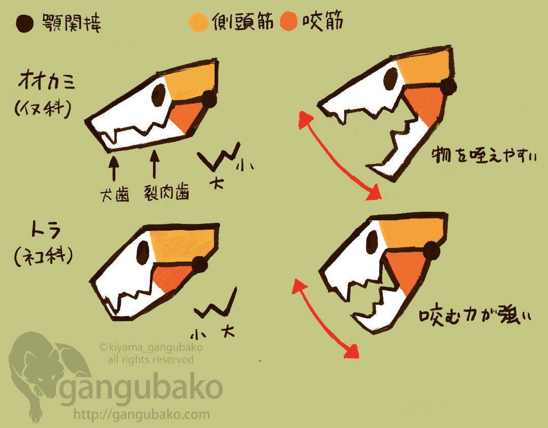kiyama_tb's tweet photo. イヌ科とネコ科の顎についてのメモ書きですが、可愛く描けたので載せてみます。 https://t.co/OMp22dZbYj