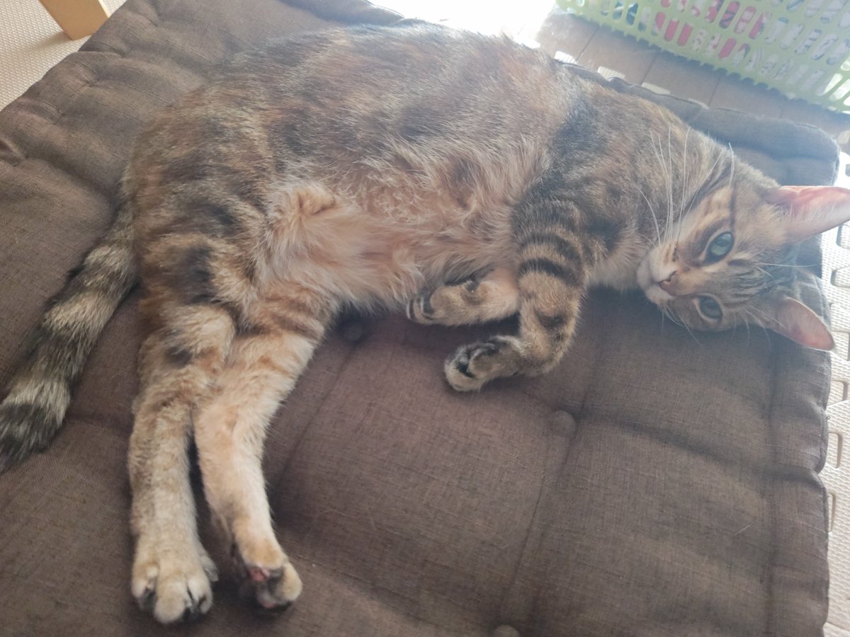 WdnALL630's tweet photo. 今のご様子猫。
今は楽そう。
穏やかに過ごしていこうね。
ずっと一緒だからね。
#猫 #心筋症 #拡張型心筋症 https://t.co/HmPWCyz2Rh
