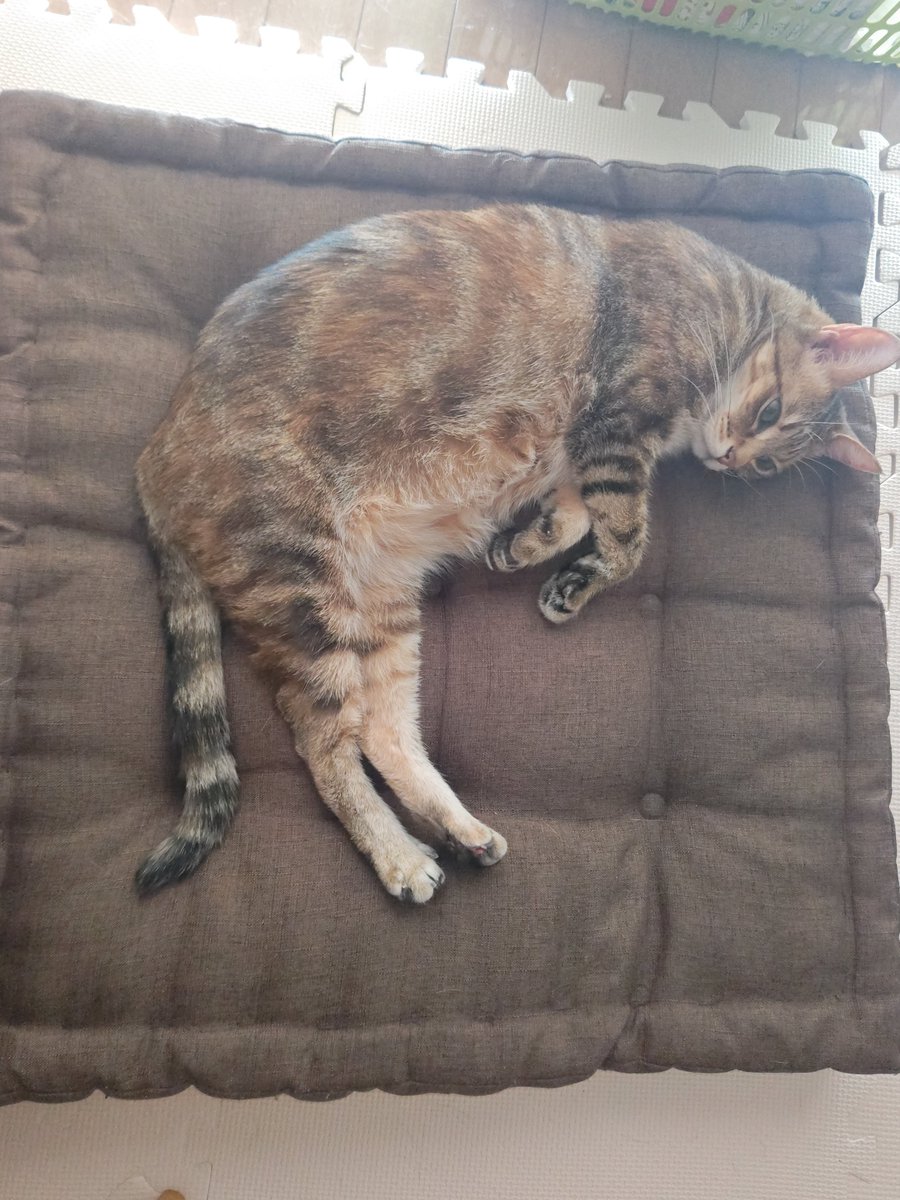 WdnALL630's tweet photo. 今のご様子猫。
今は楽そう。
穏やかに過ごしていこうね。
ずっと一緒だからね。
#猫 #心筋症 #拡張型心筋症 https://t.co/HmPWCyz2Rh