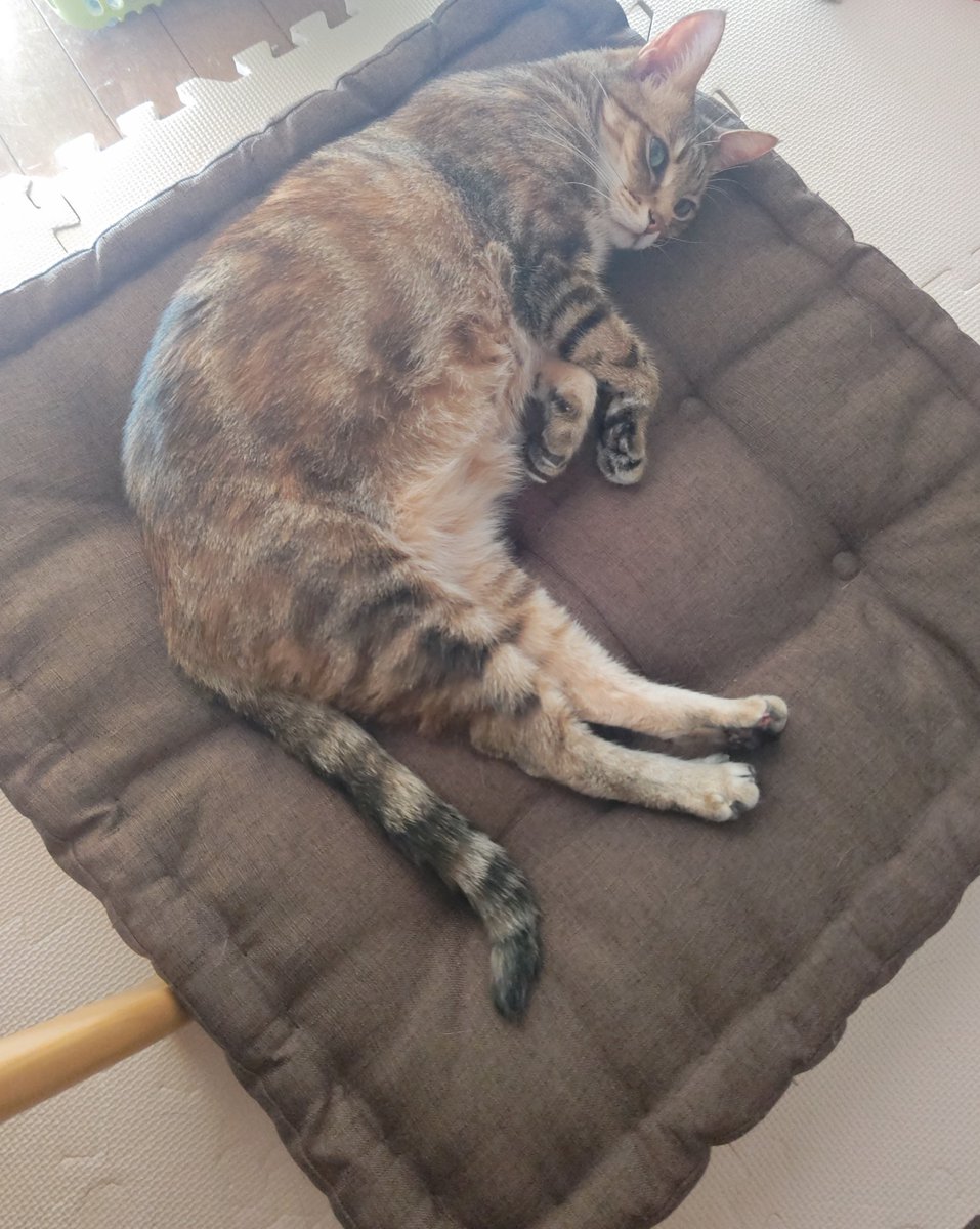 WdnALL630's tweet photo. 今のご様子猫。
今は楽そう。
穏やかに過ごしていこうね。
ずっと一緒だからね。
#猫 #心筋症 #拡張型心筋症 https://t.co/HmPWCyz2Rh