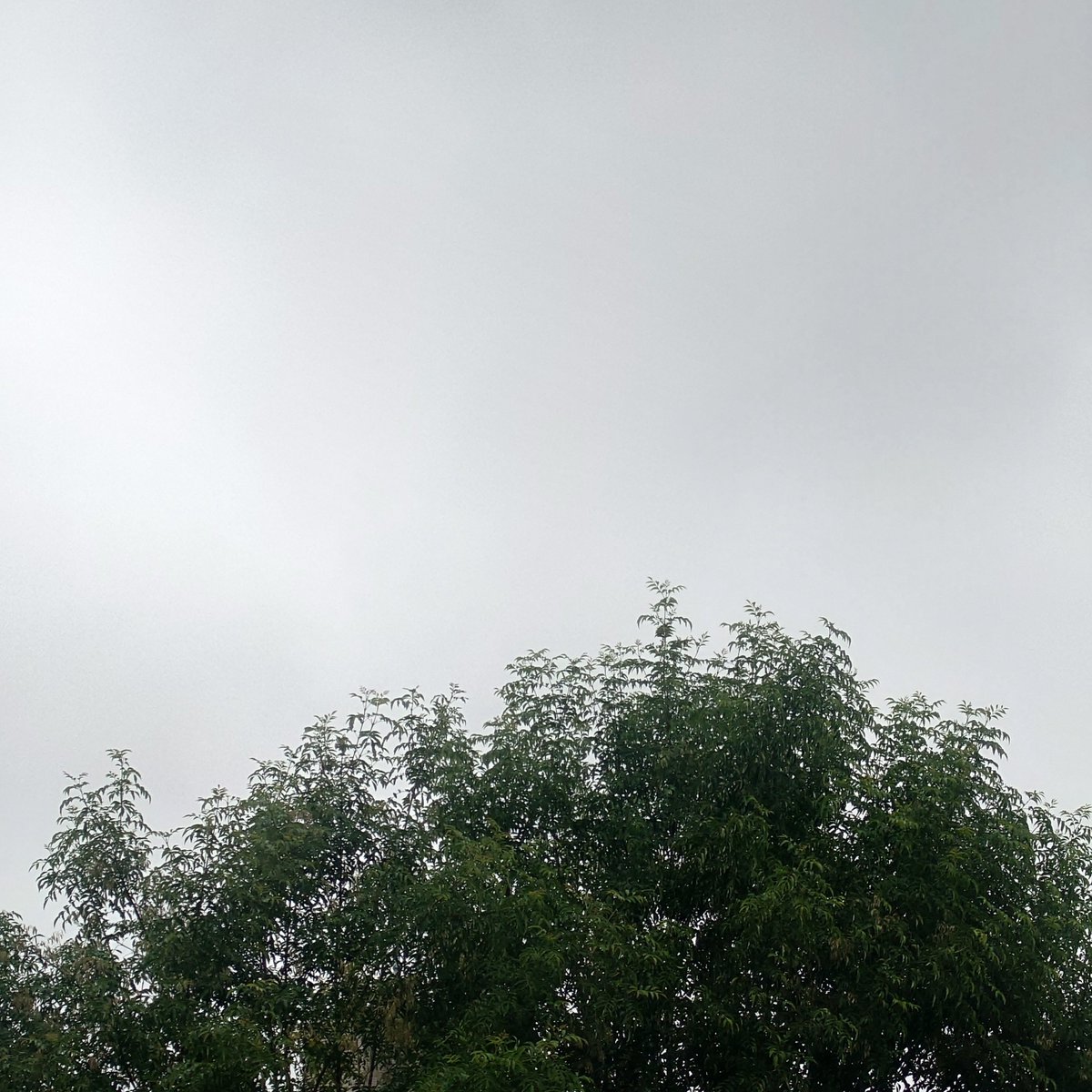 MARIMOTCHT's tweet photo. 雨の止み間に久しぶりに空を 見上げてみました☘️
#いまそら https://t.co/taNgRemZQm